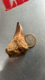 Mosasaurus-tanden zoals op de foto's, Verzamelen, Ophalen of Verzenden, Fossiel