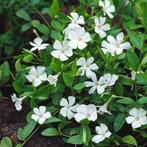 Vinca minor "Alba", Tuin en Terras, Ophalen