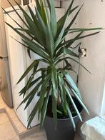 Plante 1m65 (yuka), Ophalen of Verzenden
