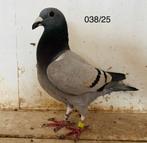 Late duivinnen 2025, Dieren en Toebehoren, Vrouwelijk, Postduif