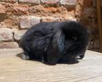 NHD Nederlandse hangoordwerg konijntjes (transport mogelijk), Meerdere dieren, Dwerg, Hangoor, 0 tot 2 jaar