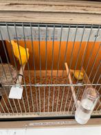 Belle paire de canaris jaunes de 2025 à vendre, Animaux & Accessoires, Oiseaux | Canaris, Plusieurs animaux, Canari de couleur