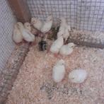 11 ronquiere kalkoen kuikens, Dieren en Toebehoren, Kalkoen