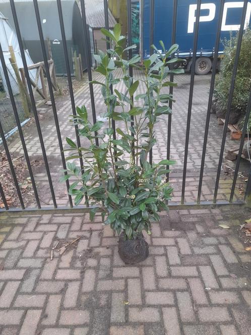 Laurierhaag prunus novita tot 120-140 cm, Jardin & Terrasse, Plantes | Arbustes & Haies, Enlèvement ou Envoi