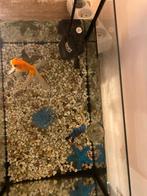 Vis+aquarium te koop, Dieren en Toebehoren, Vis, Zoetwatervis