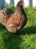 broedeieren barnevelder dubbel gezoomd, Dieren en Toebehoren, Pluimvee, Kip