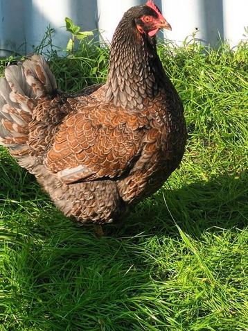 broedeieren barnevelder dubbel gezoomd, Dieren en Toebehoren, Pluimvee, Kip