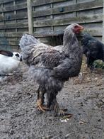 Brahma haan, Dieren en Toebehoren, Pluimvee