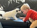 Jack russell pup, Dieren en Toebehoren, Honden | Jack Russells en Terriërs, België, Particulier, Jack Russell Terriër, 8 tot 15 weken