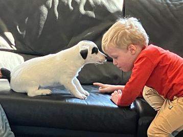 Jack russell pup beschikbaar voor biedingen
