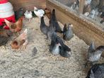 Leg - en sierkippen ruime keuze, Dieren en Toebehoren