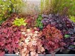 Heuchera, Ophalen, Winter