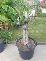 Olijfboom met ruwe stam, 100 tot 250 cm, Olijfboom, Ophalen, Volle zon