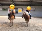 Familiepaardje gezocht, Animaux & Accessoires, Chevaux, Moins de 160 cm, 11 ans ou plus