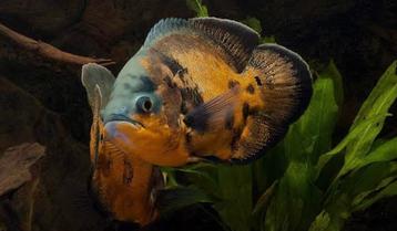 Pauwoogcichlide/ astranotus occelatus beschikbaar voor biedingen