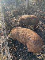 heel mooi duroc dekbeertje 7 maanden, Animaux & Accessoires, Mâle, Porcs, 0 à 2 ans