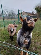 2 gecastreerde bokjes te koop, prijs is per bokje, Dieren en Toebehoren, Schapen, Geiten en Varkens, Mannelijk, Geit, 3 tot 5 jaar