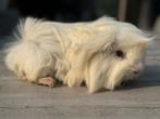 Cobaye Cavia Mâle Péruvien blanc