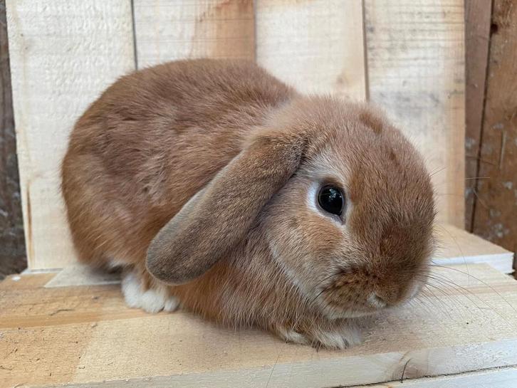 Nederlandse hangoordwergjes, Dieren en Toebehoren, Konijnen