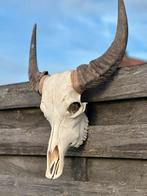 Schedel met tanden, Enlèvement ou Envoi