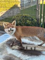 Vos opgezette, Ophalen