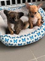 Chichuahua, Dieren en Toebehoren, België, Particulier, Reu, CDV (hondenziekte)