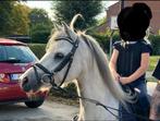 Knappe welsh sectie A kinderpony, B, Gechipt, Ruin, 7 tot 10 jaar