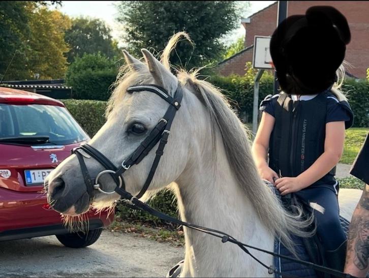 Knappe welsh sectie A kinderpony, Dieren en Toebehoren, Pony's, Ruin, B, B pony (1.17m tot 1.27m), Recreatiepony, 7 tot 10 jaar