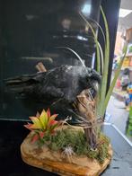 Opgezette kauw, Ophalen of Verzenden