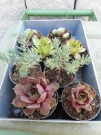 planten, Tuin en Terras, Overige soorten, Volle zon, Vaste plant, Ophalen of Verzenden