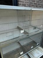 Kooien, Dieren en Toebehoren, Ophalen, Gebruikt