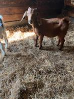 Kalahari red boerbokje, Dieren en Toebehoren, Mannelijk, Geit, 0 tot 2 jaar