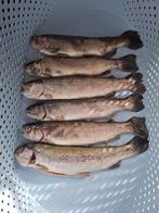 Verse Forel, Ophalen