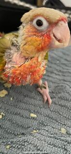 Conure ananas rouge