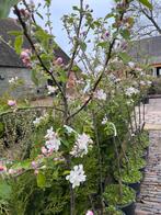 Appelbomen halfstam, perenboom, pruimenboom AANBIEDING, Jardin & Terrasse, Plantes | Arbres fruitiers, Enlèvement ou Envoi, Poirier