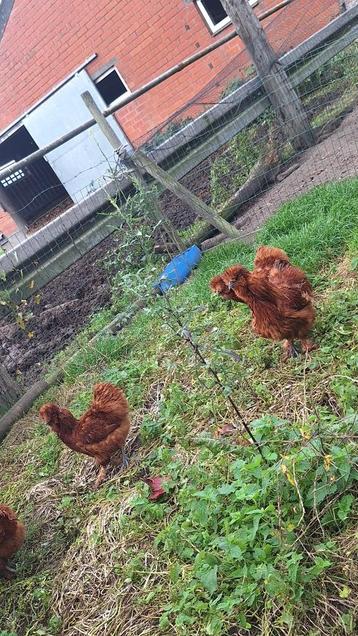 2 trio's rode zijdehoenders beschikbaar voor biedingen