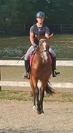 kanppe 3 jarige bwp merrie zadelmak, Dieren en Toebehoren, Merrie, Springpaard, Gechipt, Zadelmak