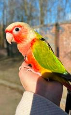 Conure selection rouge, Dieren en Toebehoren, Vogels | Toebehoren, Ophalen