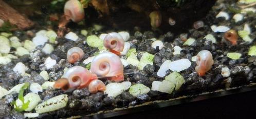 Posthoornslakken, Dieren en Toebehoren, Vissen | Aquariumvissen