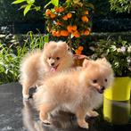 Pomeriaan (Dwergkees) Puppy’s, Dieren en Toebehoren, België, Fokker | Hobbymatig, Keeshond, CDV (hondenziekte)