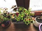 Coleus inky fingers, siernetel kamerplant, prijs per plant, Huis en Inrichting, Overige soorten, Minder dan 100 cm, Volle zon