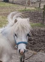 Super kleine AMHA Amerikaans)   merrie 72 cm!! 4 j  Pedigree, Dieren en Toebehoren, Pony's, Merrie, 3 tot 6 jaar