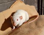Tamme dames ratjes - rattery, Dieren en Toebehoren, Knaagdieren, Rat, Vrouwelijk, Januari, Tam
