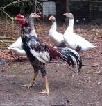 Kulang aseel haan, Dieren en Toebehoren, Mannelijk, Kip