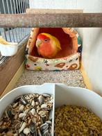 Dwergpapegaai roseicolli, Dieren en Toebehoren, Meerdere dieren, Dwergpapegaai of Agapornis, Tam