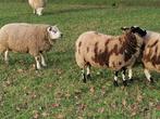 Schapen te koop, Dieren en Toebehoren, Schapen, Geiten en Varkens, Schaap