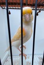 CANARI MALE 2024, Mannelijk