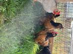 Leghorn goudpatrijs, Maran Vorwerk kippen, Dieren en Toebehoren, Pluimvee, Meerdere dieren, Kip