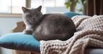 Femelle British Shorthair bleue – 2 ans – stérilisée, Dieren en Toebehoren, Poes, Gechipt, 0 tot 2 jaar