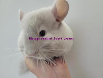 Duo chinchilla Tan Velvet et chocolat homozygote rare bébé  beschikbaar voor biedingen